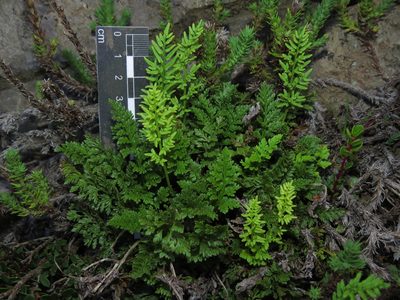 Cryptogramma fumariifolia, photographed by Nicolás Lavandero