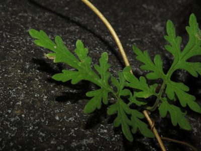 Pinnasa volubilis, photographed by Nicolás Lavandero