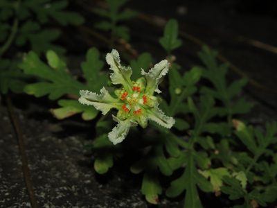 Pinnasa volubilis, photographed by Nicolás Lavandero