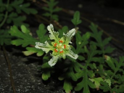 Pinnasa volubilis, photographed by Nicolás Lavandero