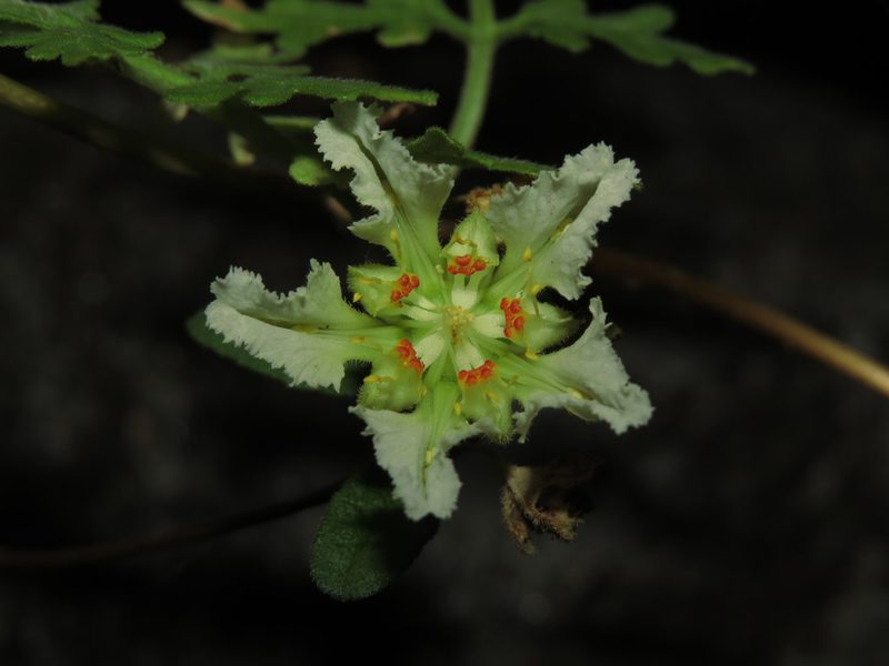Pinnasa volubilis, photographed by Nicolás Lavandero