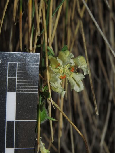 Pinnasa volubilis, photographed by Nicolás Lavandero