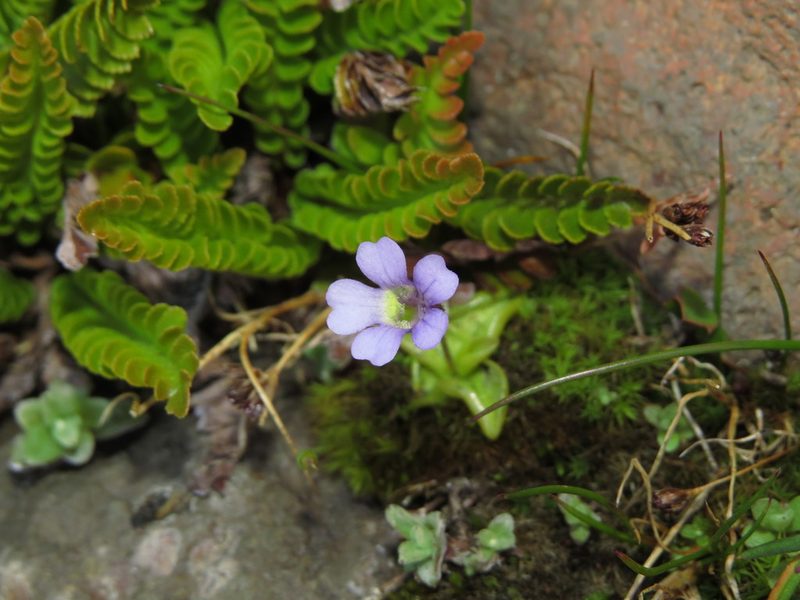 Pinguicula australandina, photographed by Nicolás Lavandero