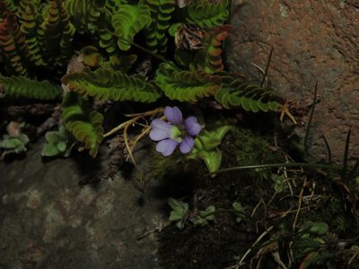 Pinguicula australandina, photographed by Nicolás Lavandero