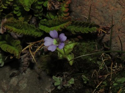 Pinguicula australandina, photographed by Nicolás Lavandero