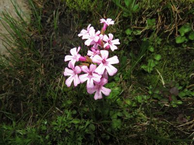 Ourisia alpina, photographed by Nicolás Lavandero