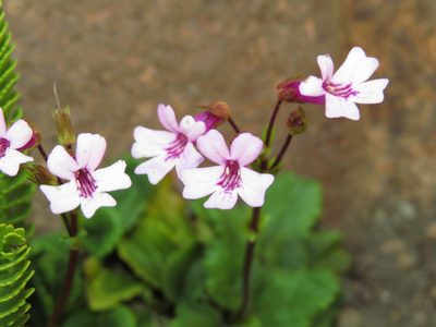 Ourisia alpina, photographed by Nicolás Lavandero
