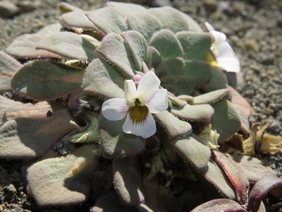 Viola rosulata, photographed by Nicolás Lavandero