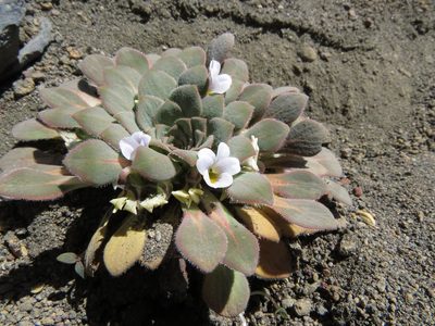 Viola rosulata, photographed by Nicolás Lavandero