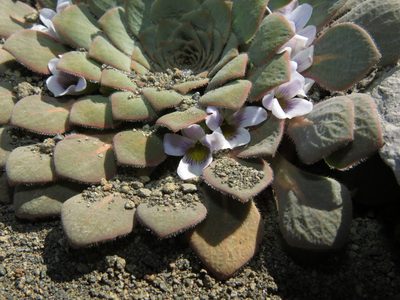 Viola rosulata, photographed by Nicolás Lavandero