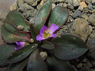 Calandrinia colchaguensis, photographed by Nicolás Lavandero