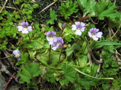 Pinguicula australandina, photographed by Nicolás Lavandero