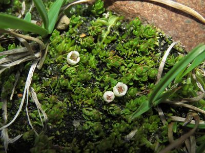 Gaultheria caespitosa, photographed by Nicolás Lavandero
