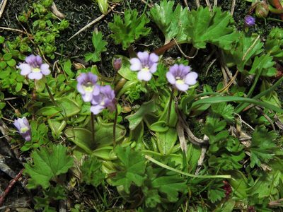 Pinguicula australandina, photographed by Nicolás Lavandero