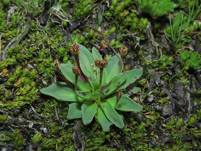 Plantago barbata, photographed by Nicolás Lavandero