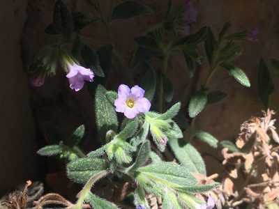 Nama xylopoda, photographed by Bob Nieman