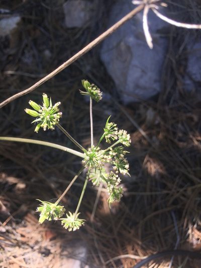 Cymopterus longiradiatus, photographed by Bob Nieman