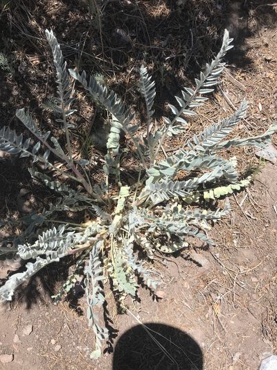Astragalus giganteus, photographed by Luke Padon