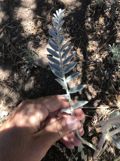 Astragalus giganteus, photographed by Luke Padon