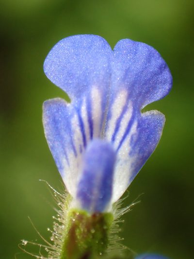 Salvia occidentalis, photographed by Eridan Xharahi