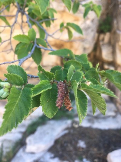 Ostrya knowltonii, photographed by Bob Nieman