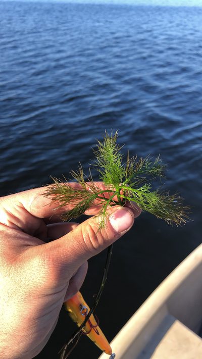 Rorippa aquatica, photographed by Sam Turner