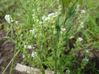 Myosotis verna, photographed by Thomas Koffel