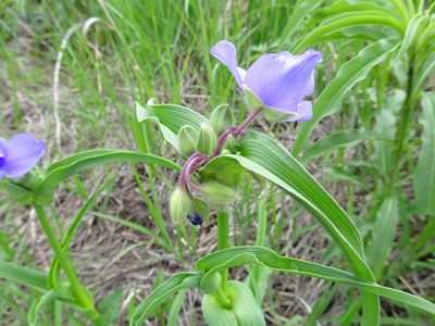 Tradescantia bracteata, photographed by Thomas Koffel