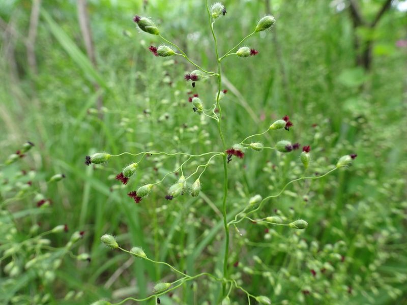 Dichanthelium leibergii, photographed by Thomas Koffel