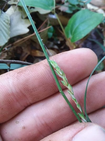 Carex ignota, photographed by Will McFarland
