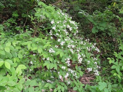 Deutzia scabra, photographed by Marco Mussita