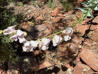 Penstemon palmeri, photographed by dennismudd