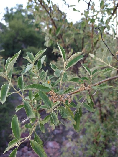 Buddleja parviflora, photographed by Jonathan Rodriguez