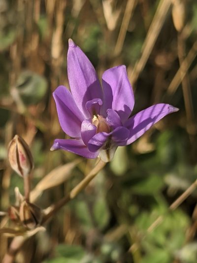 Brodiaea jolonensis, photographed by Alex Heyman