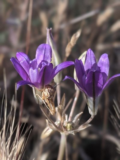 Brodiaea jolonensis, photographed by Alex Heyman