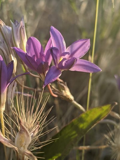 Brodiaea jolonensis, photographed by Alex Heyman