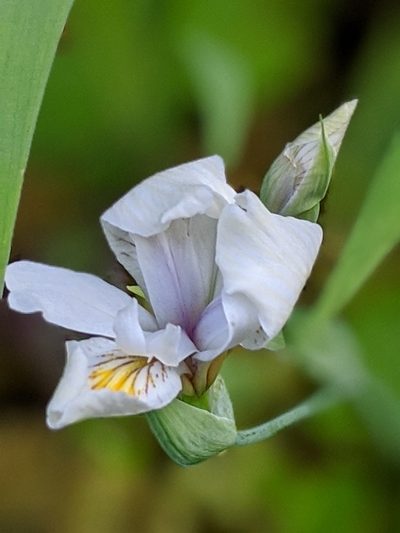 Iris tenuis, photographed by David Anderson