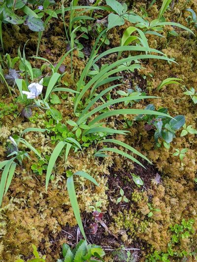Iris tenuis, photographed by David Anderson
