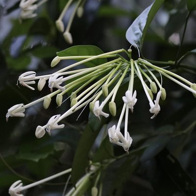 Posoqueria latifolia, photographed by Aitor