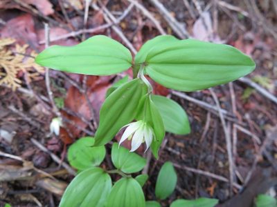 Disporum smilacinum, photographed by Marco Mussita