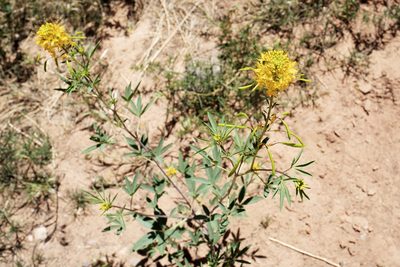 Cleomella lutea, photographed by Chris Quirin
