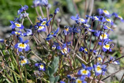 Downingia pulchella, photographed by Jonathan Eisen