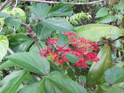 Cissus erosa, photographed by keesgroenendijk