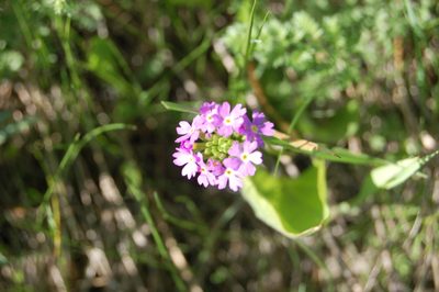 Primula longiscapa, photographed by Alexander Dubynin