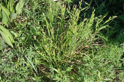 Carex diluta, photographed by Alexander Dubynin