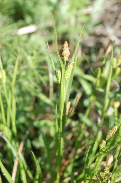 Carex diluta, photographed by Alexander Dubynin