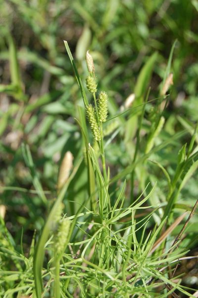 Carex diluta, photographed by Alexander Dubynin