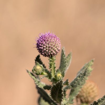 Sphaeranthus indicus, photographed by Kym Nicolson