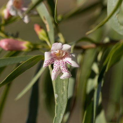 Eremophila bignoniiflora, photographed by Kym Nicolson