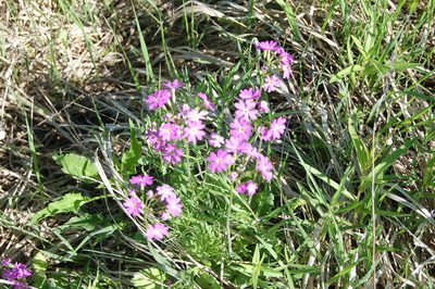 Primula cortusoides, photographed by Alexander Dubynin